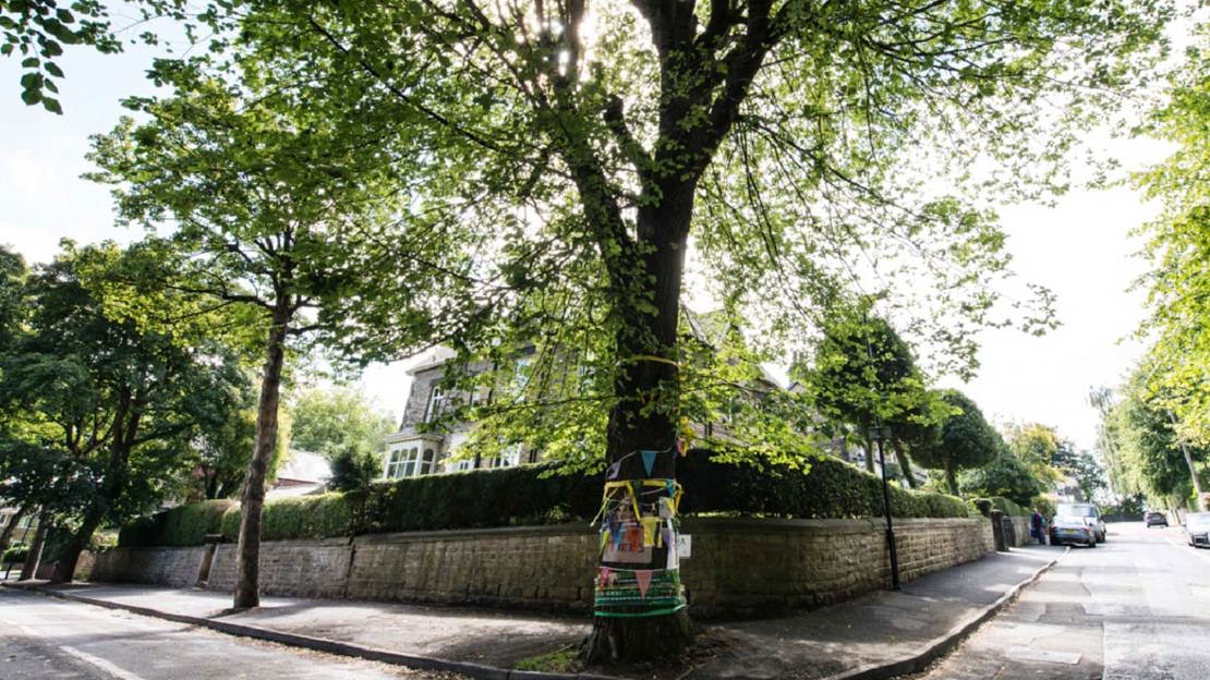 Bunting and posters decorate a tree on the corner of two residential streets