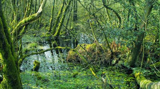 Carr with birch willow and alder growing with seasonal waterlogging
