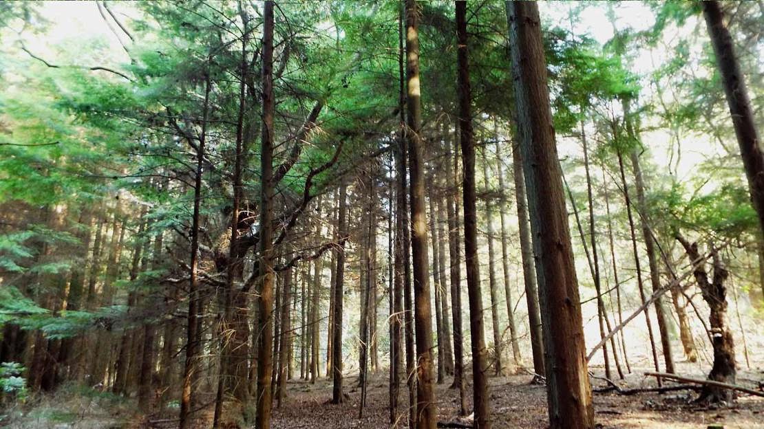 The trunk and branches of an old oak tree are just visible through tall, thin trees that have been closely planted for timber