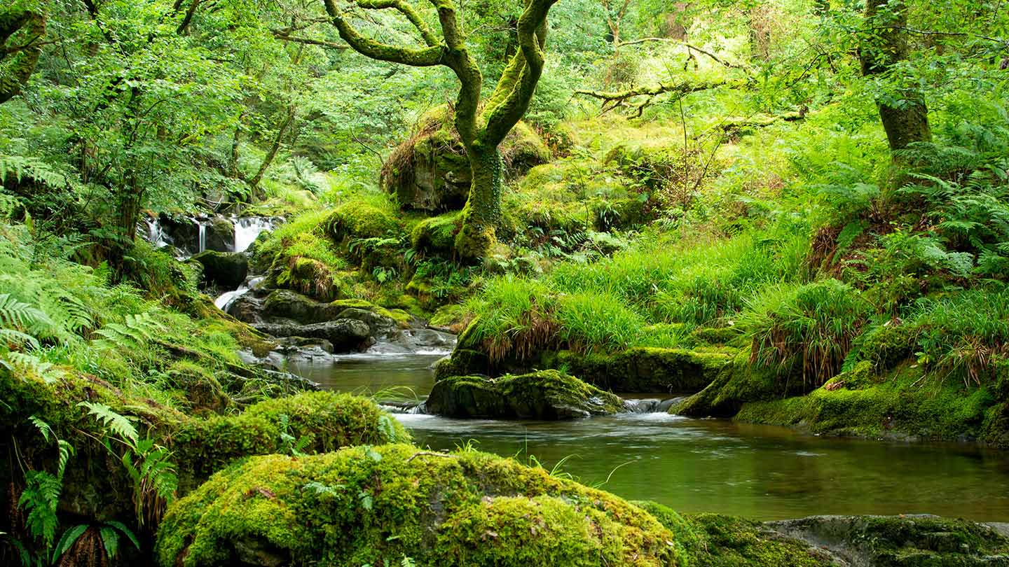 hovedlandet Tilstand omhyggeligt Temperate Celtic Rainforest in the UK - Woodland Trust