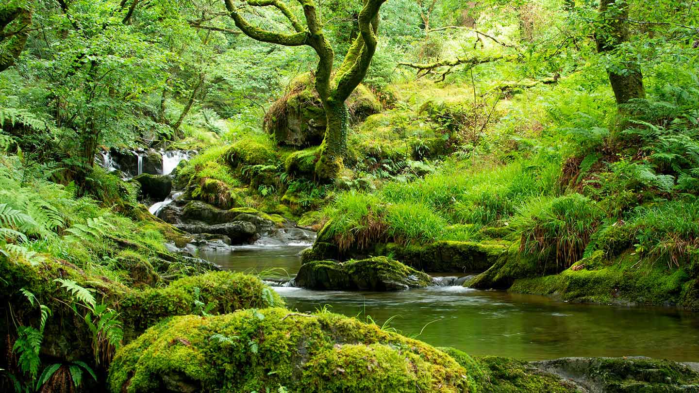 Temperate Rainforest In The UK Woodland Trust