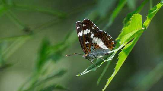 White admiral butterfly resting on leaf