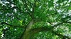Sessile oak looking up to canopy