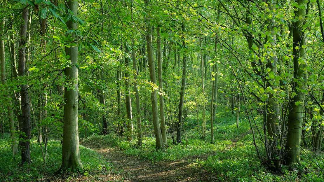 Path leading through lush woodland at Elmore
