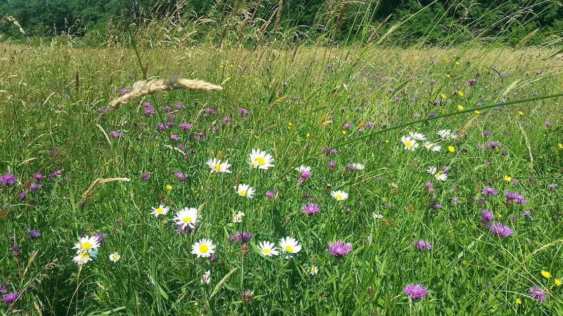 Wildflowers growing in a floodplain meadow