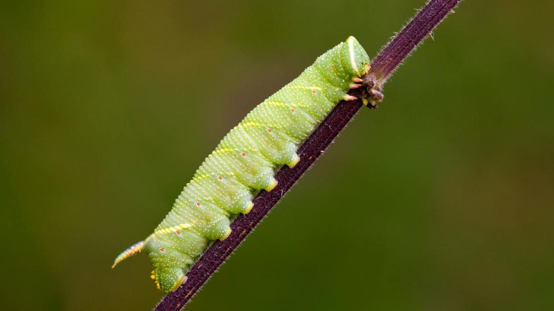 Lime hawk-moth caterpillar on stem