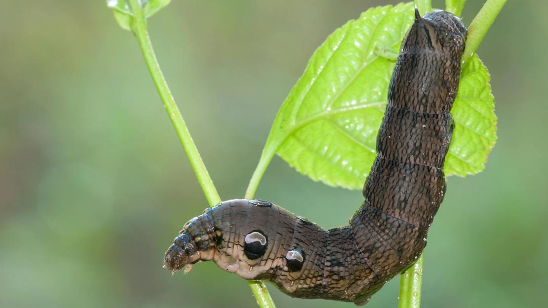 Elephant hawk-moth caterpillar on leaf