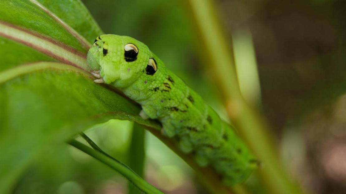Elephant hawk-moth caterpillar (green form)