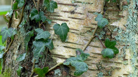 Close up of a papery birch trunk with ivy climbing up it