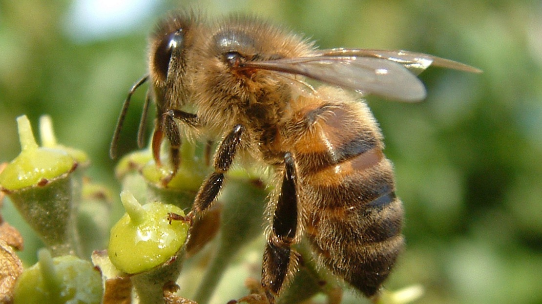 Close up of bee on ivy flower