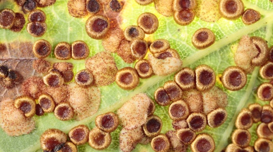 Orange brown coloured oak spangle galls on underside of an oak leaf
