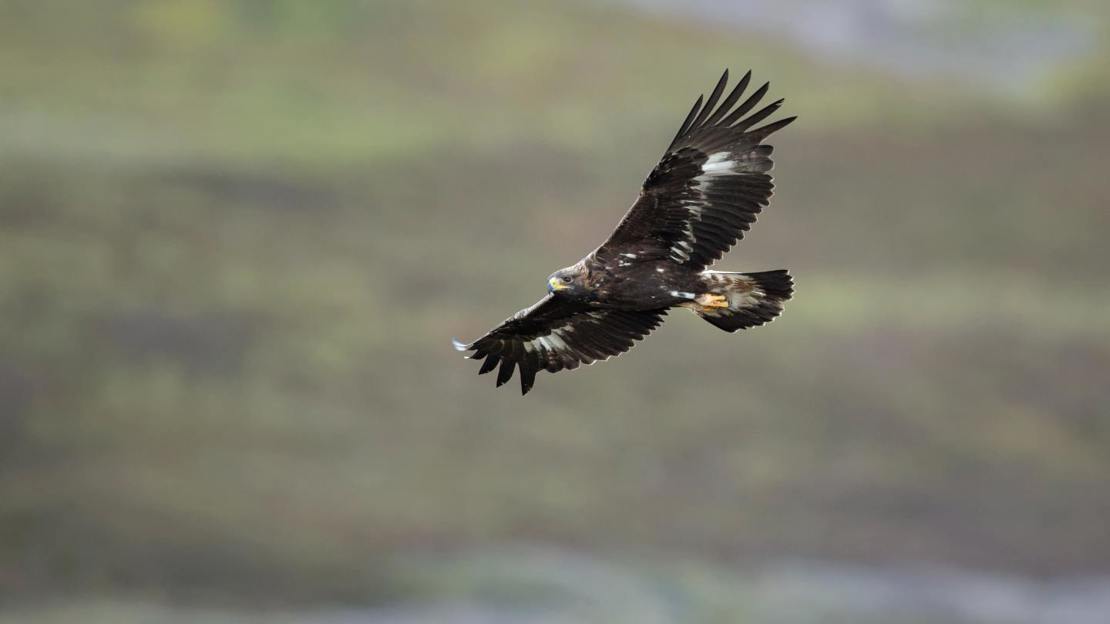 Golden eagle in flight