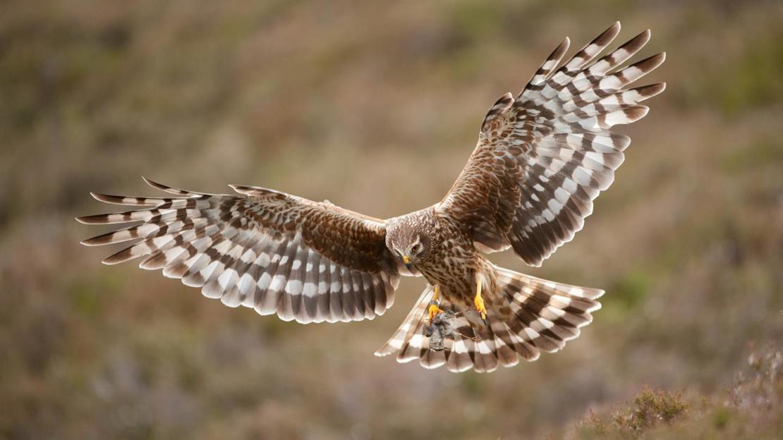 Hen harrier (female) in flight