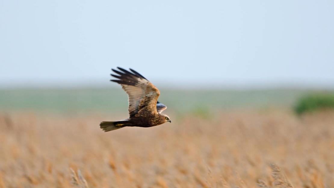 Marsh harrier (male) in flight over reed bed