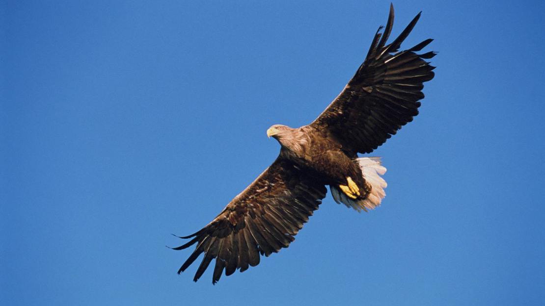 White-tailed eagle in flight