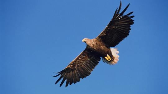 White-tailed eagle in flight