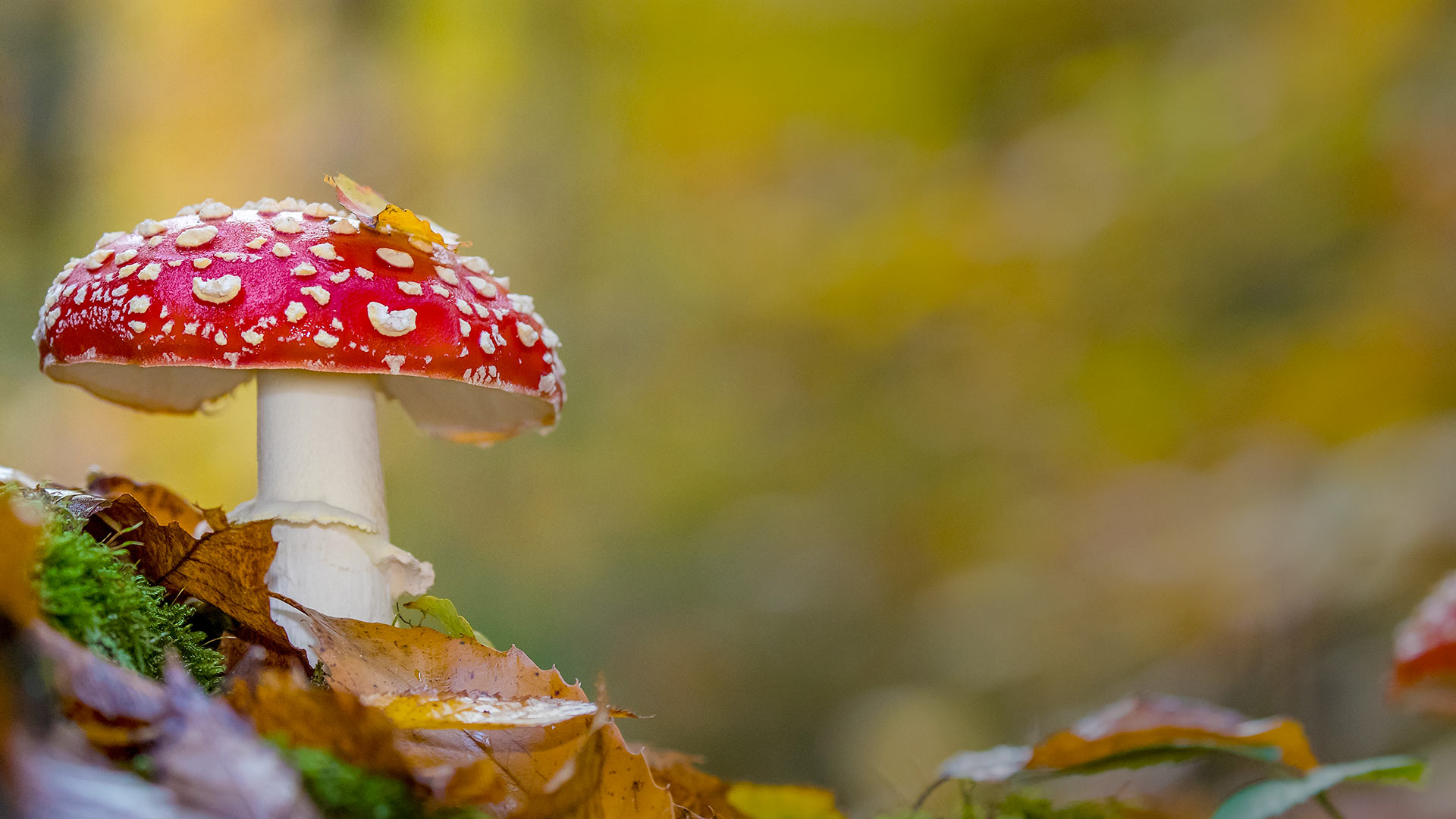 First Signs of Autumn – What to Look For - Woodland Trust