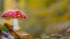 Fly Agaric fungi (Amanita Muscaria) in autumn woodland. 