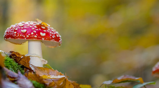 Fly Agaric fungi (Amanita Muscaria) in autumn woodland.