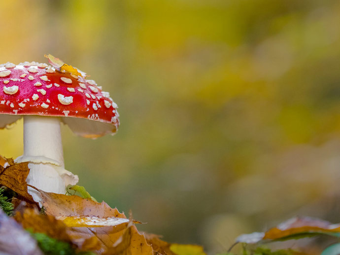 Umbraco.Cms.Infrastructure.PublishedCache.Property