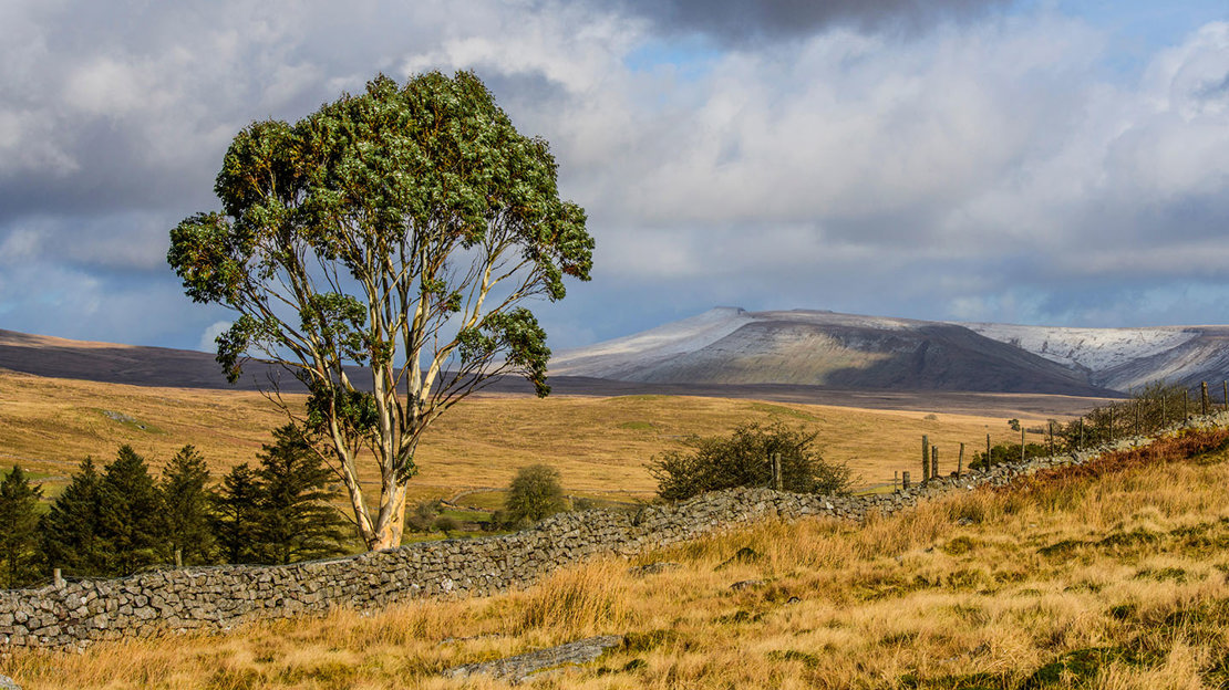 Eucalyptus tree in Brecon Beacons National Park