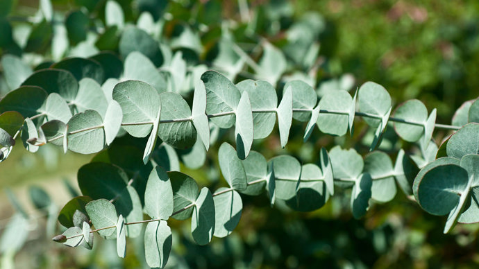 Eucalyptus young leaves