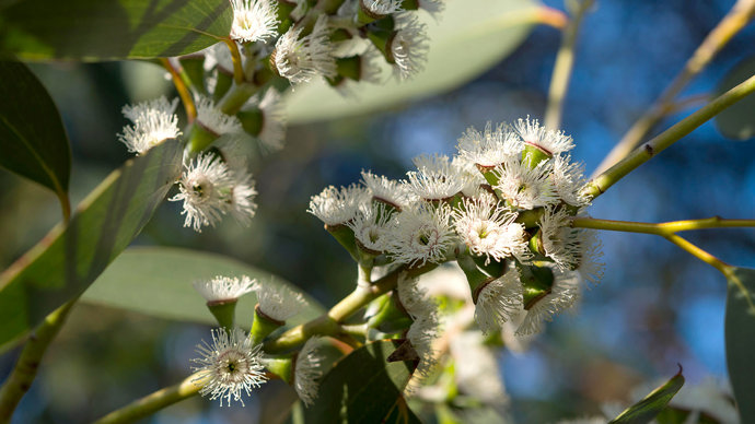 Eucalyptus close-up of flowering branch