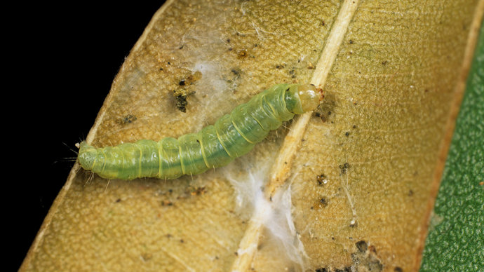 Eucalyptus and apple moth caterpillar