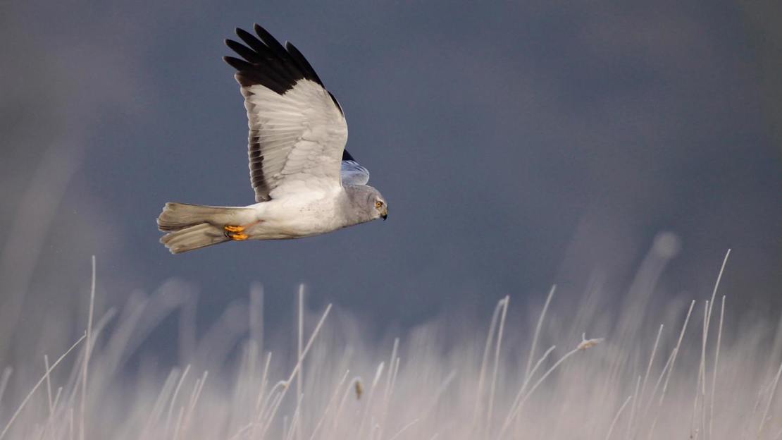 Male hen harrier in fight