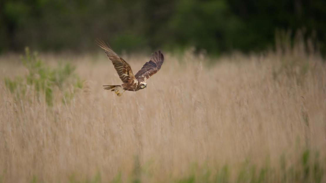 Female marsh harrier in flight