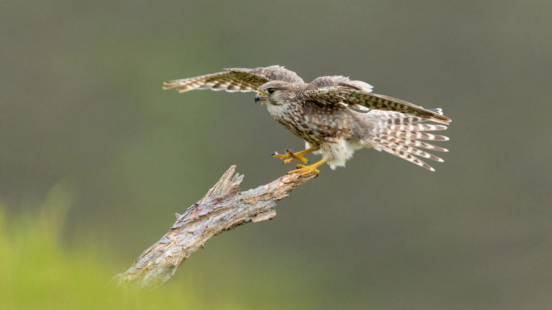 Female merlin alighting on branch