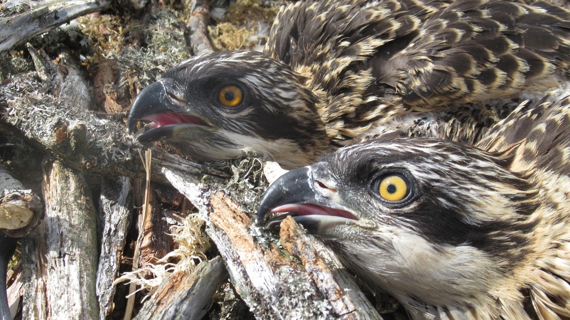 Close up of two young ospreys in nest