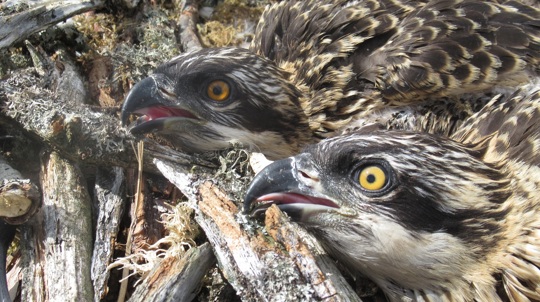Close up of two young ospreys in nest
