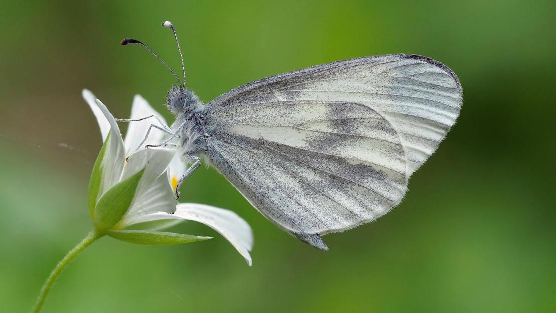 Wood white butterfly resting on greater stitchwort flower