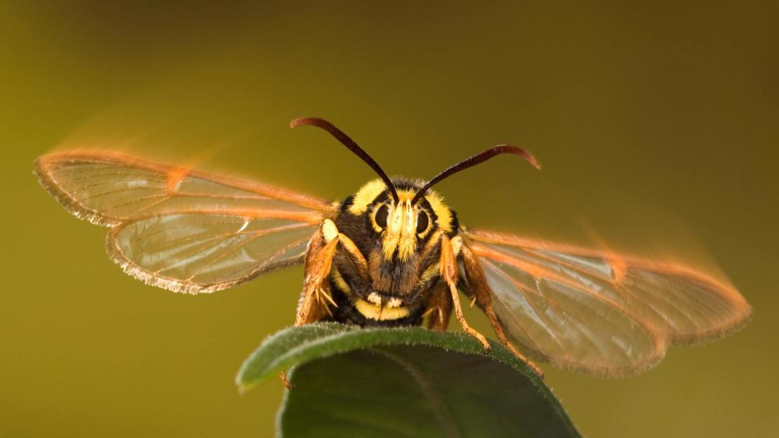 Hornet clearwing moth shivering its wings