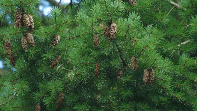 Douglas fir with pine cones