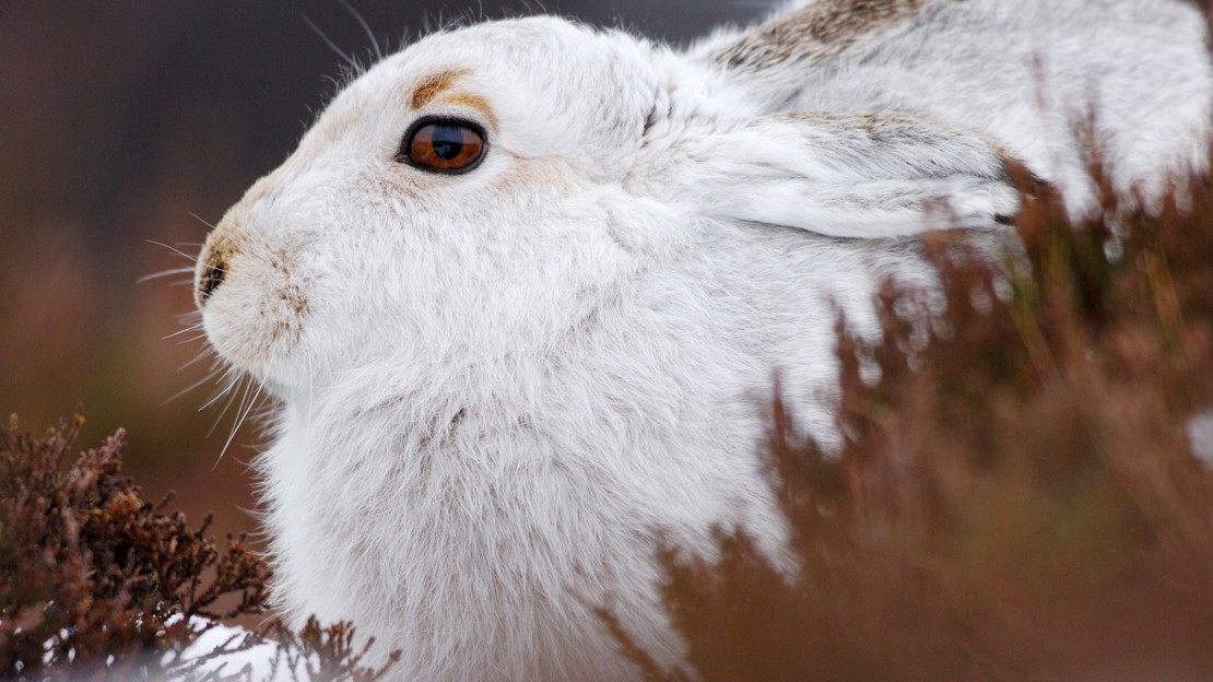Mountain hare in white winter coat