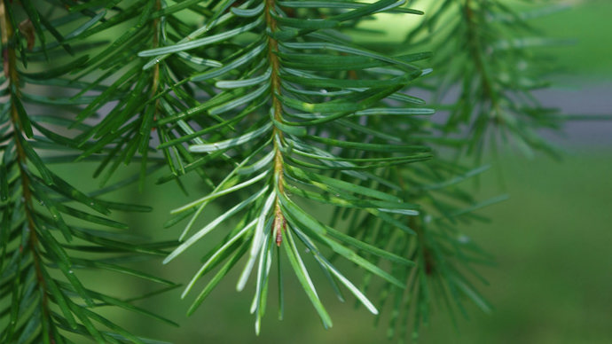 Douglas fir close-up of pine needles