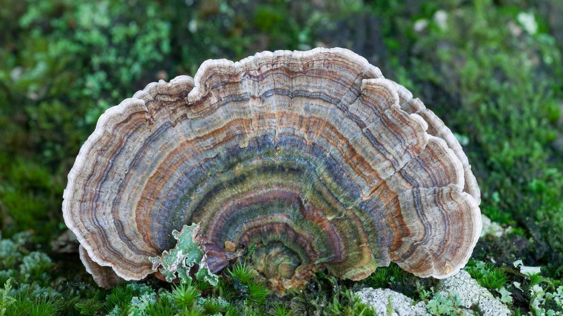 Fruiting body of turkeytail fungus