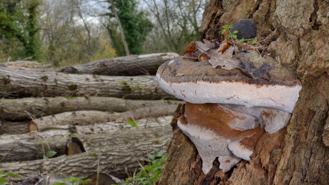 Fruiting body of southern bracket fungus