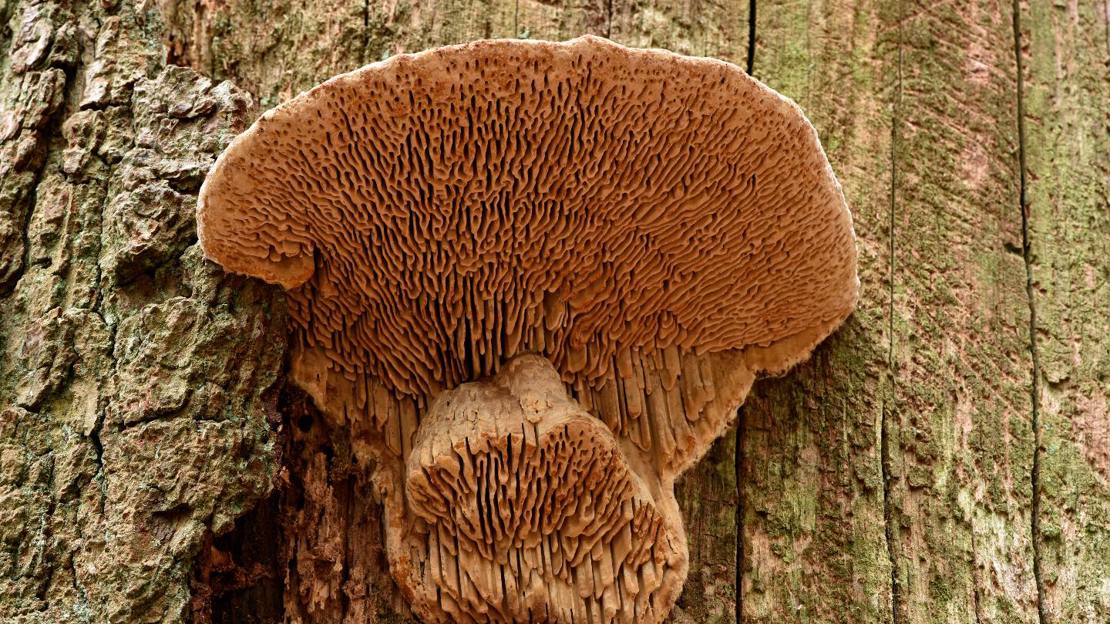 Fruiting body of oak mazegill fungus showing underside