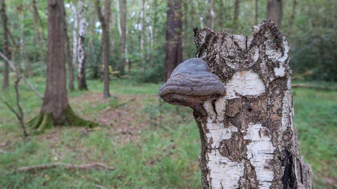 Hoof (tinder bracket) fungus fruiting body on birch stump