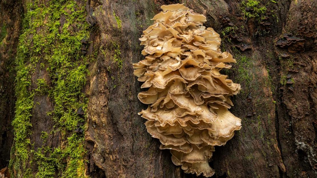 Fruiting body of hen of the woods fungus