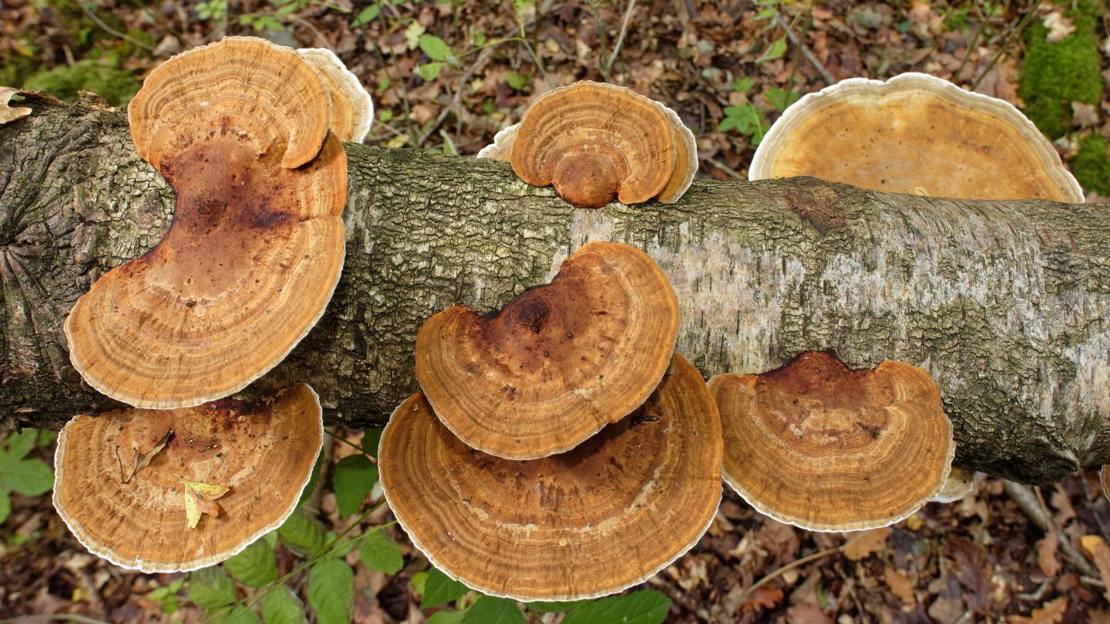 Fruiting bodies of blushing bracket fungi