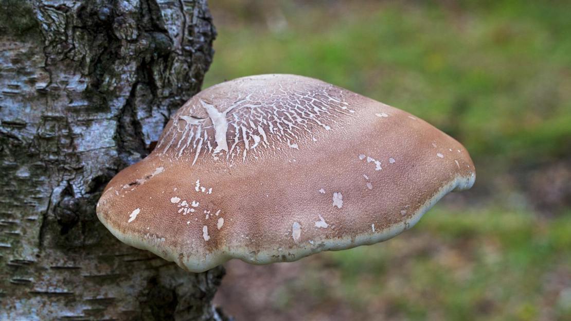 Fruiting body of birch polypore bracket fungus