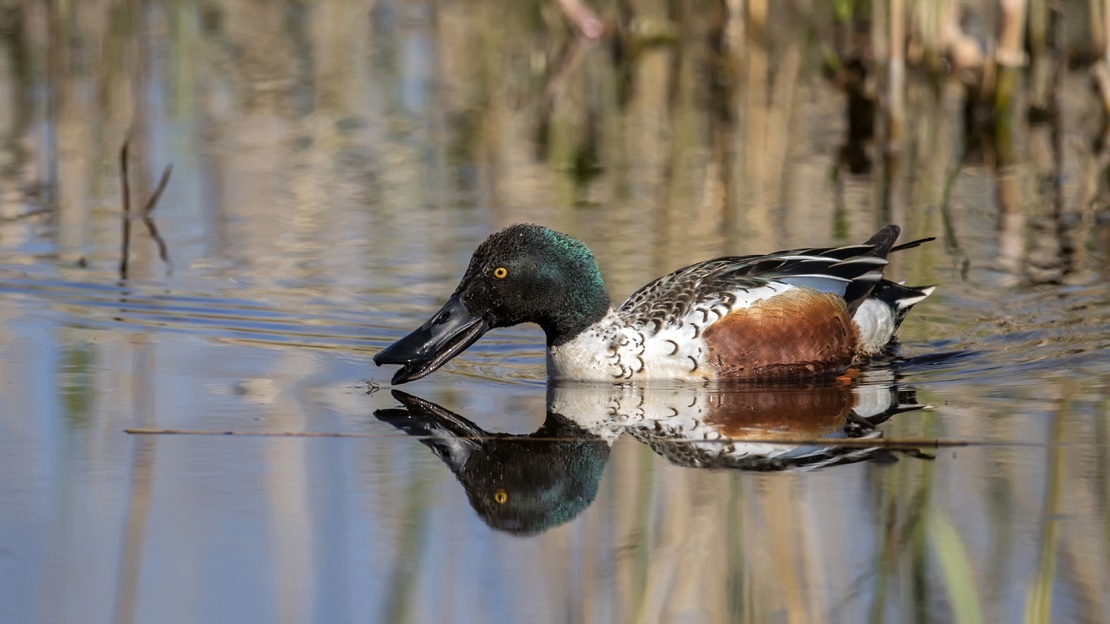 Shoveler duck drinking water