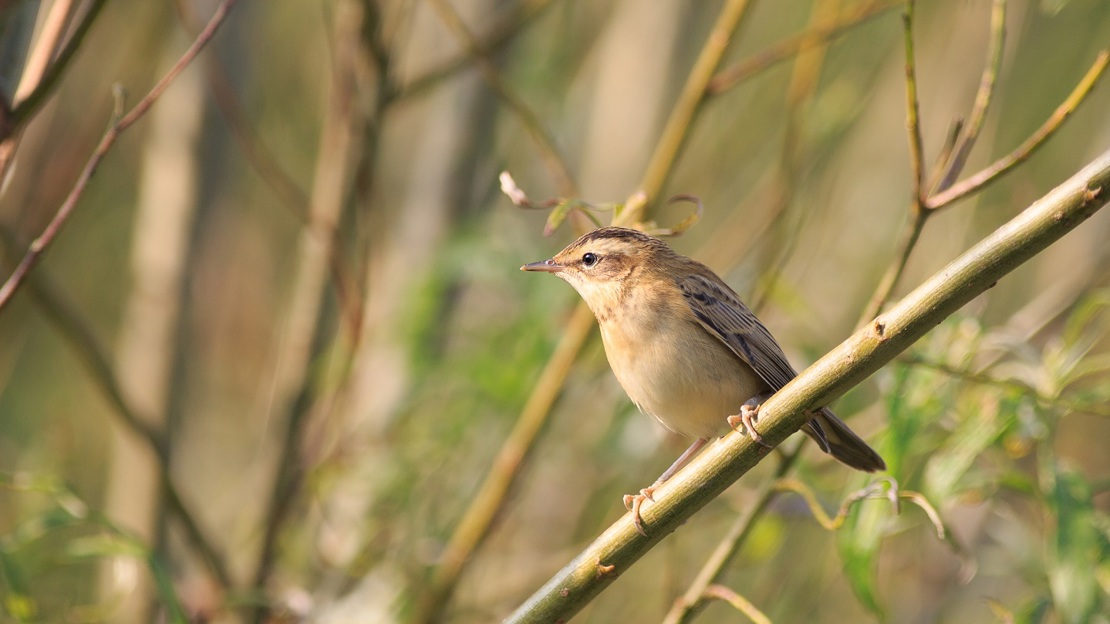 Sedge warbler on a branch