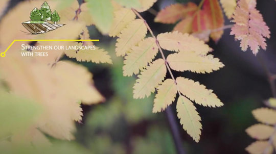 Autumnal leaves, The Tree Charter In Action Sheffield video Screenshot