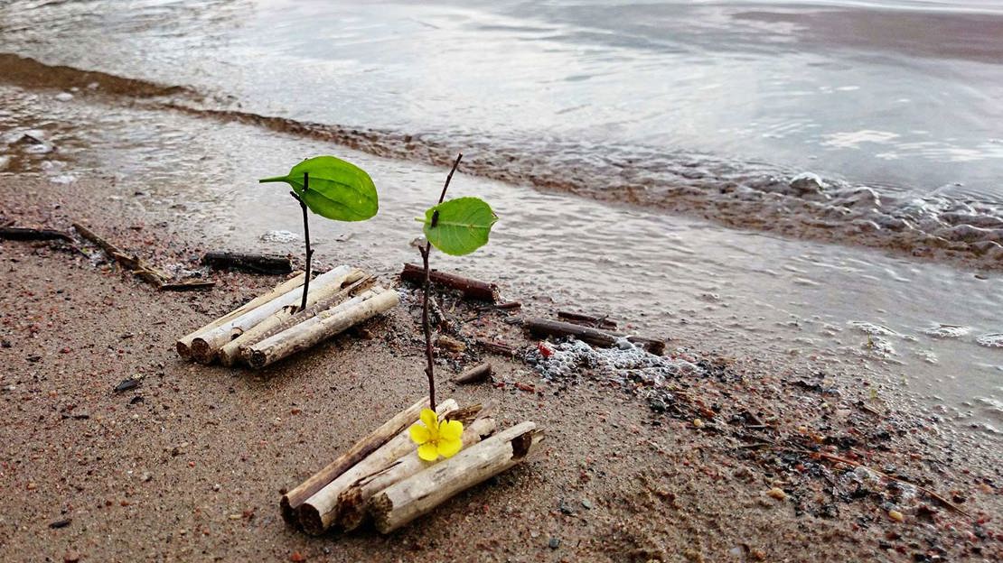 Twig rafts with leaf sails on the shore of a pond