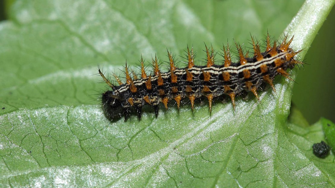 Silver washed fritillary butterfly caterpillar on a leaf